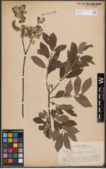 Foto von Salix cinerea L.